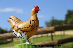 From Backyards to Factory Farms: The Evolution of Poultry Farming in America