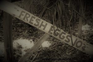 From Backyards to Factory Farms: The Evolution of Poultry Farming in America