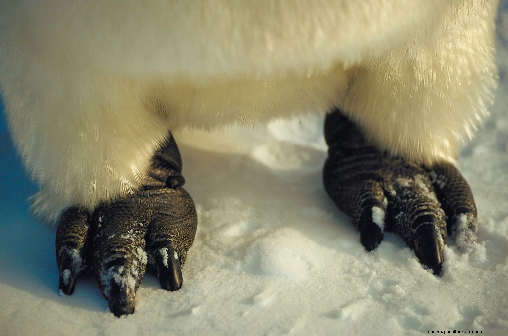 Why don’t ducks’ feet freeze?