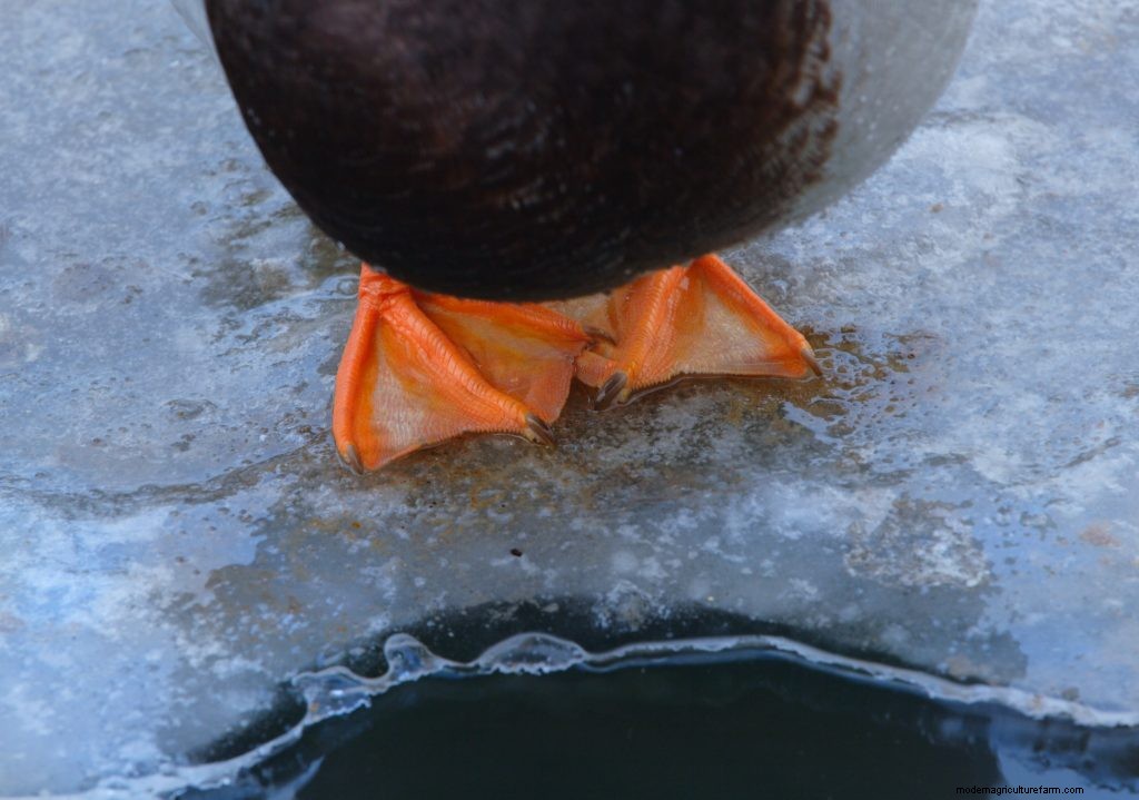 Why don’t ducks’ feet freeze?