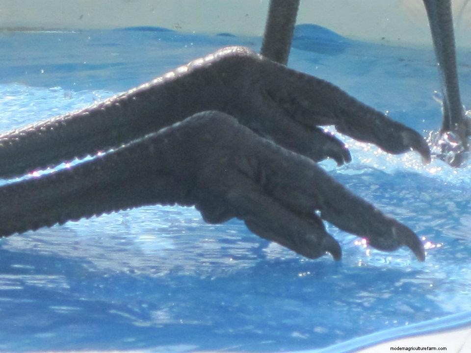 My Experience Raising Emus (They Make Great Pets!)