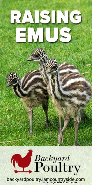 My Experience Raising Emus (They Make Great Pets!)