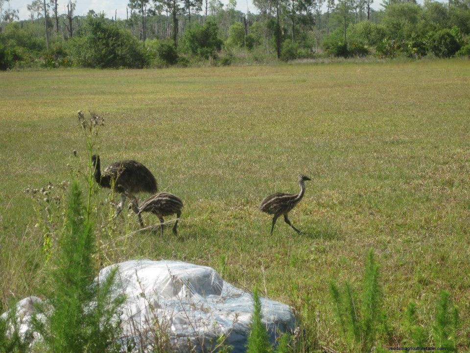 My Experience Raising Emus (They Make Great Pets!)