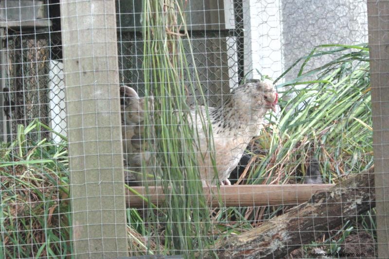 How to Stop Chickens From Pecking Each Other’s Feathers Out … and Other Chicken Behavior Problems