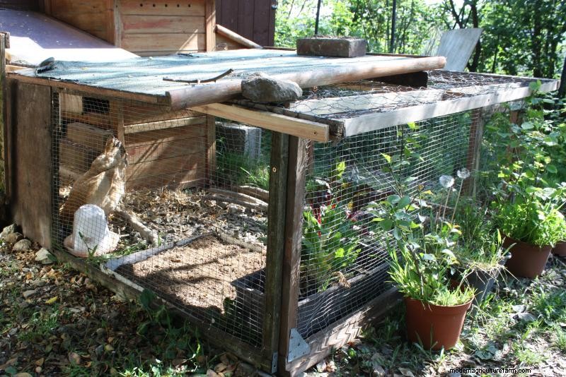 How to Stop Chickens From Pecking Each Other’s Feathers Out … and Other Chicken Behavior Problems