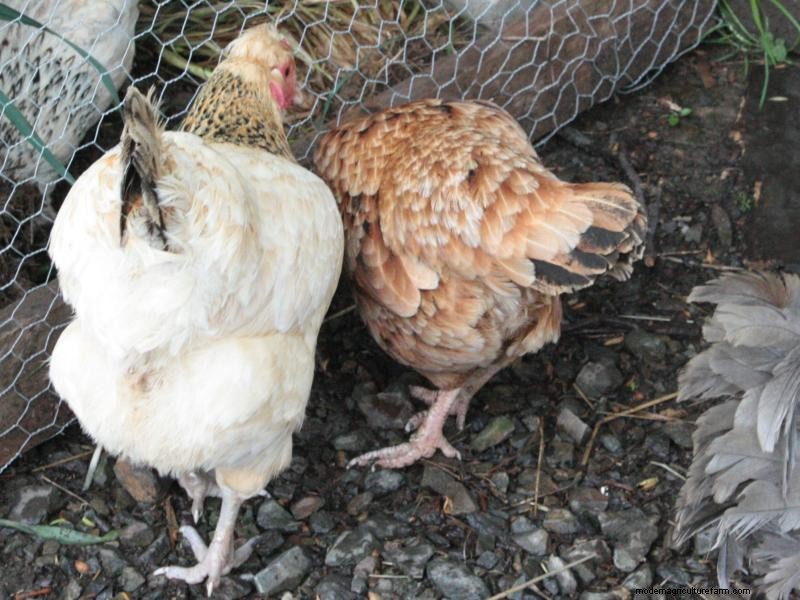 How to Stop Chickens From Pecking Each Other’s Feathers Out … and Other Chicken Behavior Problems