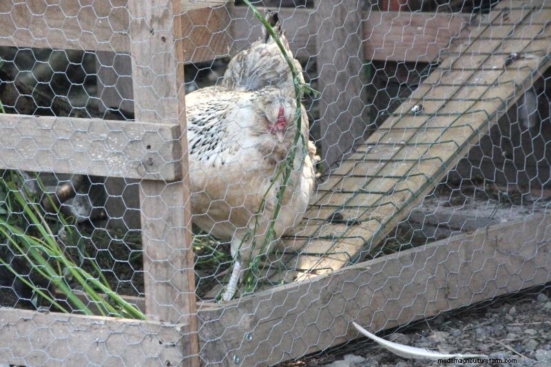 How to Stop Chickens From Pecking Each Other’s Feathers Out … and Other Chicken Behavior Problems
