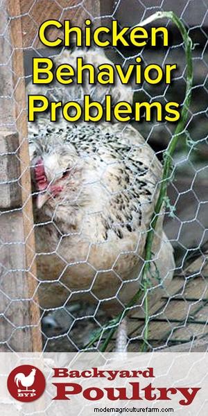 How to Stop Chickens From Pecking Each Other’s Feathers Out … and Other Chicken Behavior Problems