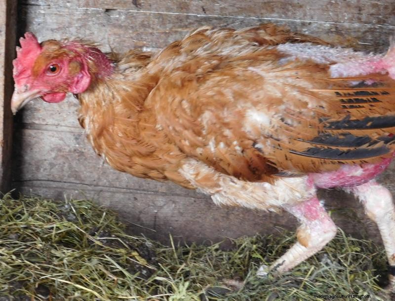 How to Stop Chickens From Pecking Each Other’s Feathers Out … and Other Chicken Behavior Problems