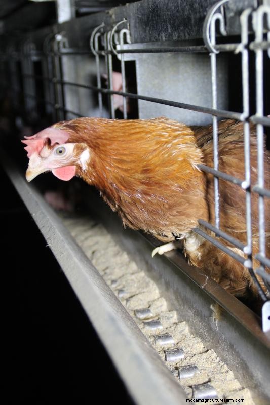 How to Stop Chickens From Pecking Each Other’s Feathers Out … and Other Chicken Behavior Problems
