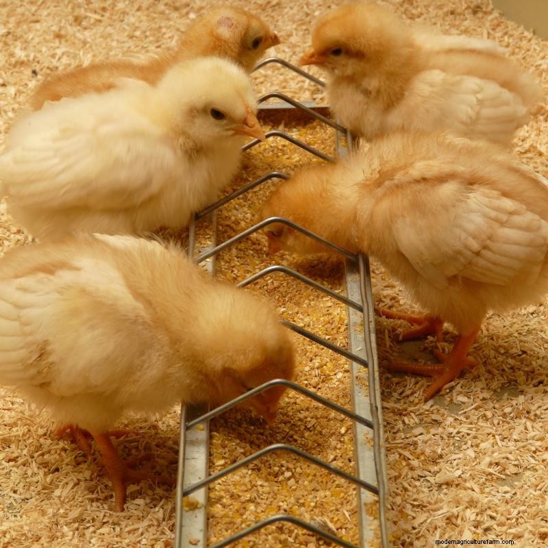 How to Stop Chickens From Pecking Each Other’s Feathers Out … and Other Chicken Behavior Problems