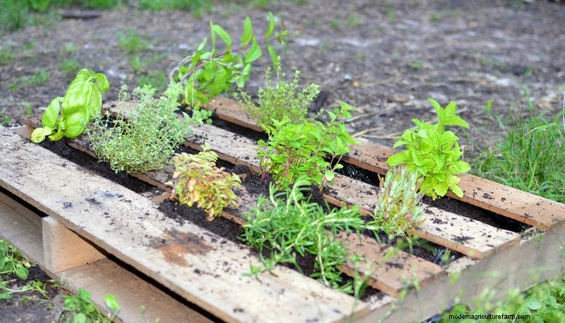 Make an Herbal Snack Bar Wall Hanging