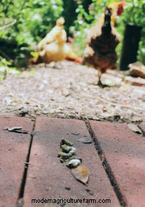 4 Tips for Composting Chicken Manure
