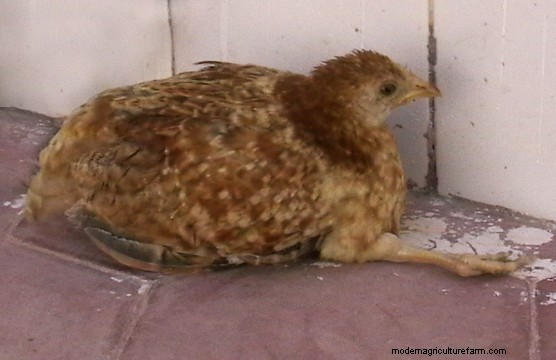 All Cooped Up: Marek’s Disease