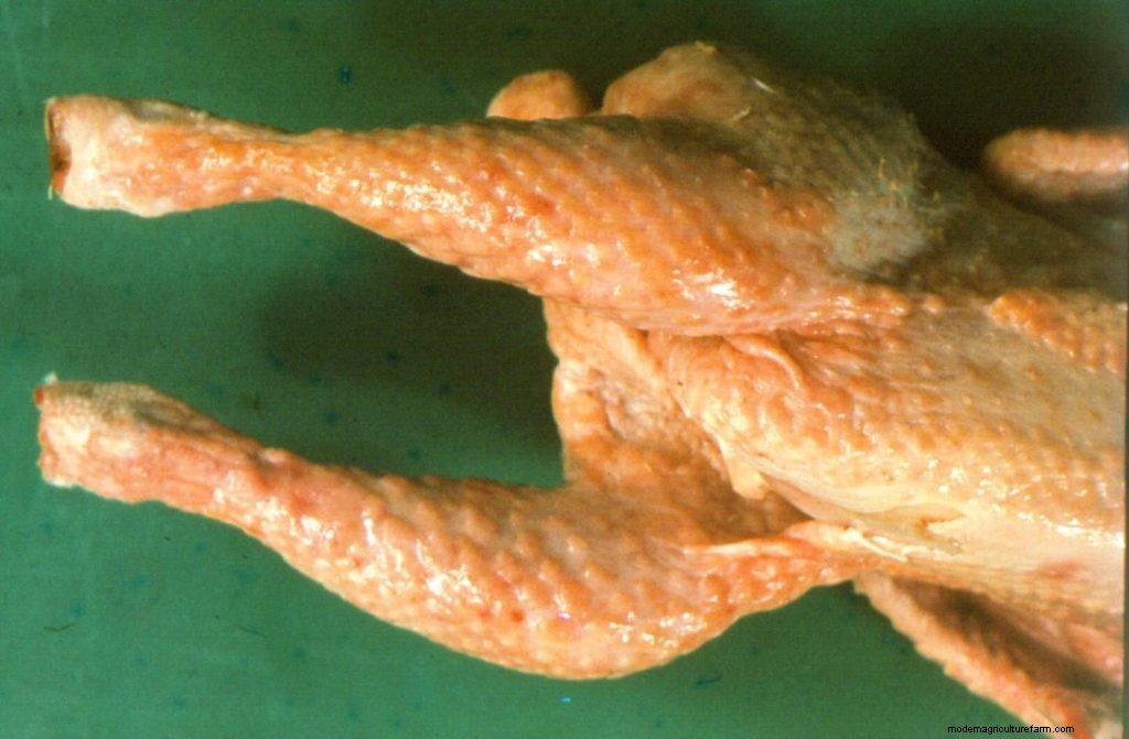 All Cooped Up: Marek’s Disease