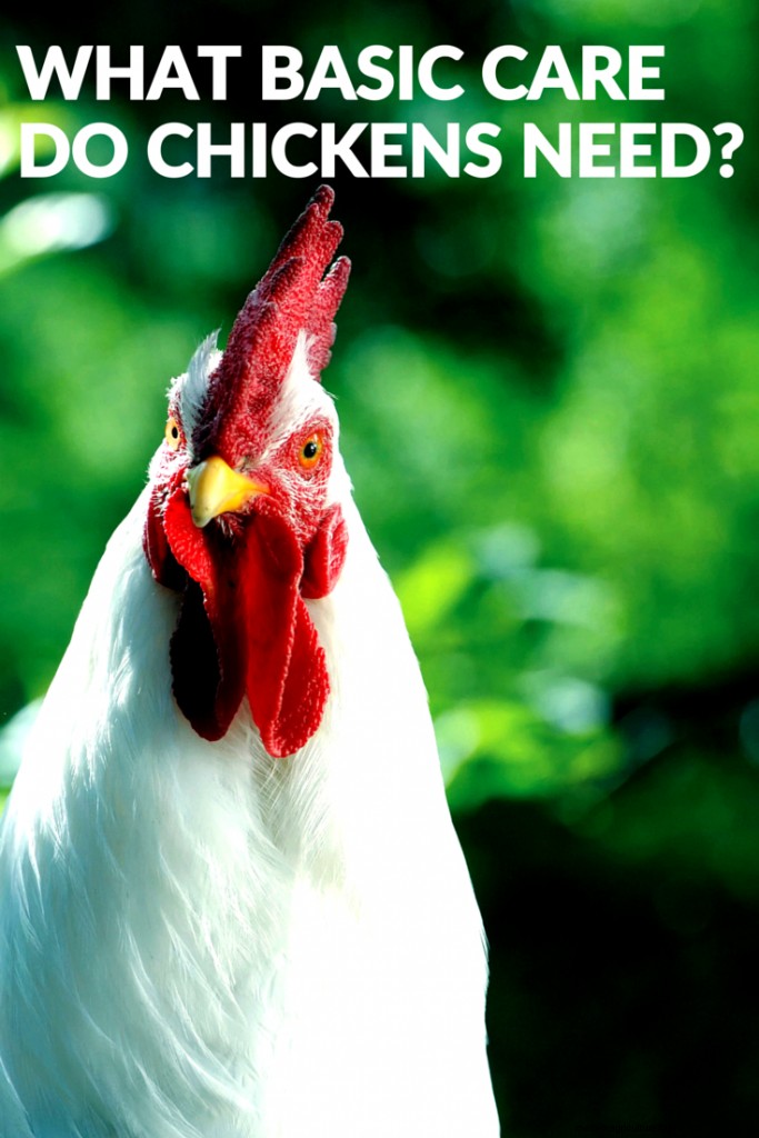 What Do Chickens Need? — Chickens in a Minute Video