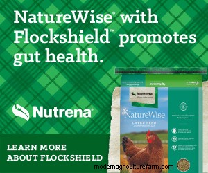 What Do Chickens Need? — Chickens in a Minute Video