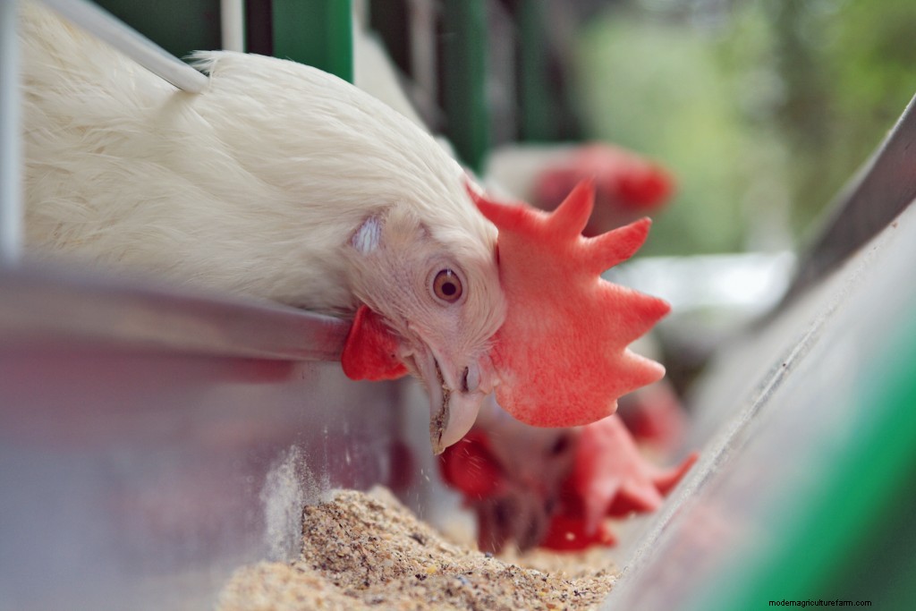 What Do Chickens Need? — Chickens in a Minute Video