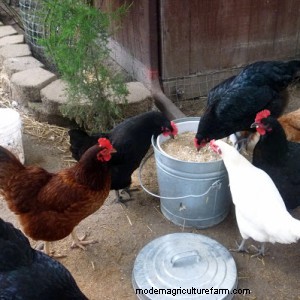 What Can Chickens Eat as a Treat? — Chickens In A Minute Video