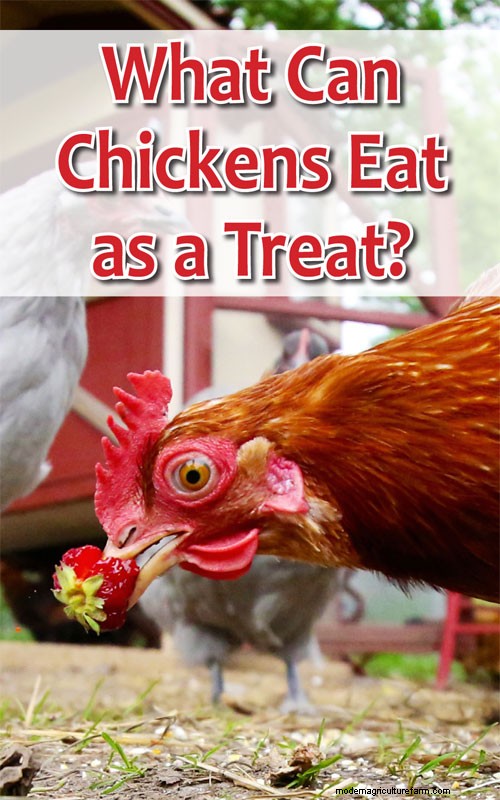 What Can Chickens Eat as a Treat? — Chickens In A Minute Video