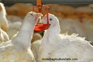 What Can Chickens Eat as a Treat? — Chickens In A Minute Video