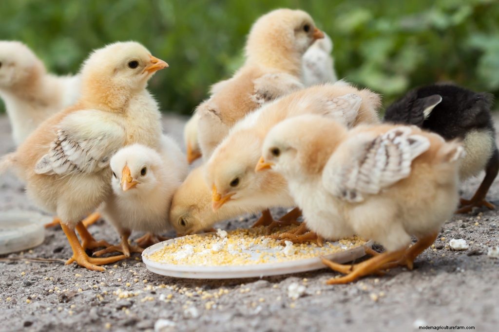 A Chicken Feeding Guide to Balance Diet at All Ages