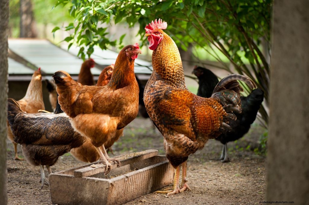 A Chicken Feeding Guide to Balance Diet at All Ages