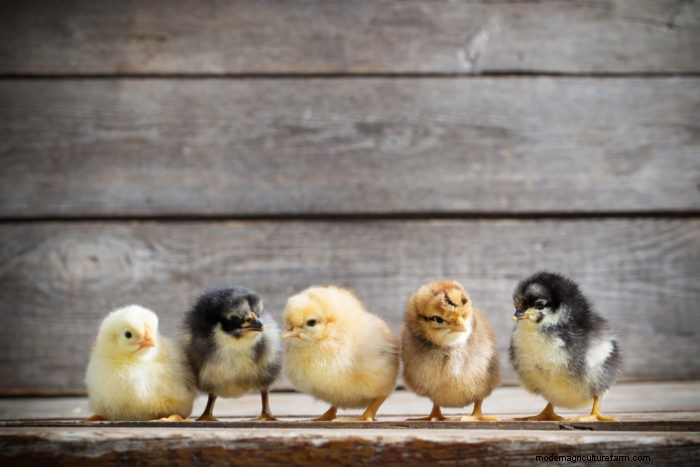 Baby Chick Health Basics: What You Need to Know