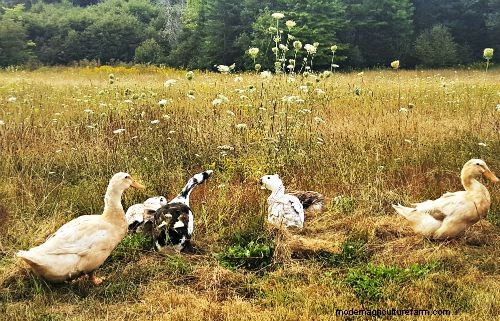 A Guide to Common Duck Diseases