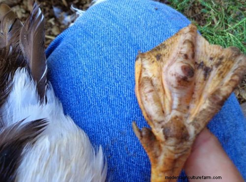 A Guide to Common Duck Diseases