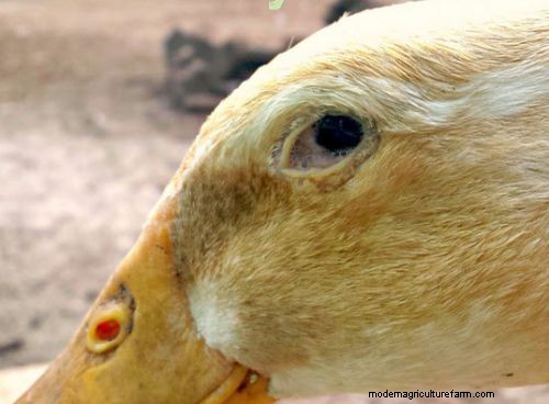 A Guide to Common Duck Diseases