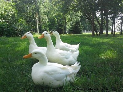 A Guide to Common Duck Diseases