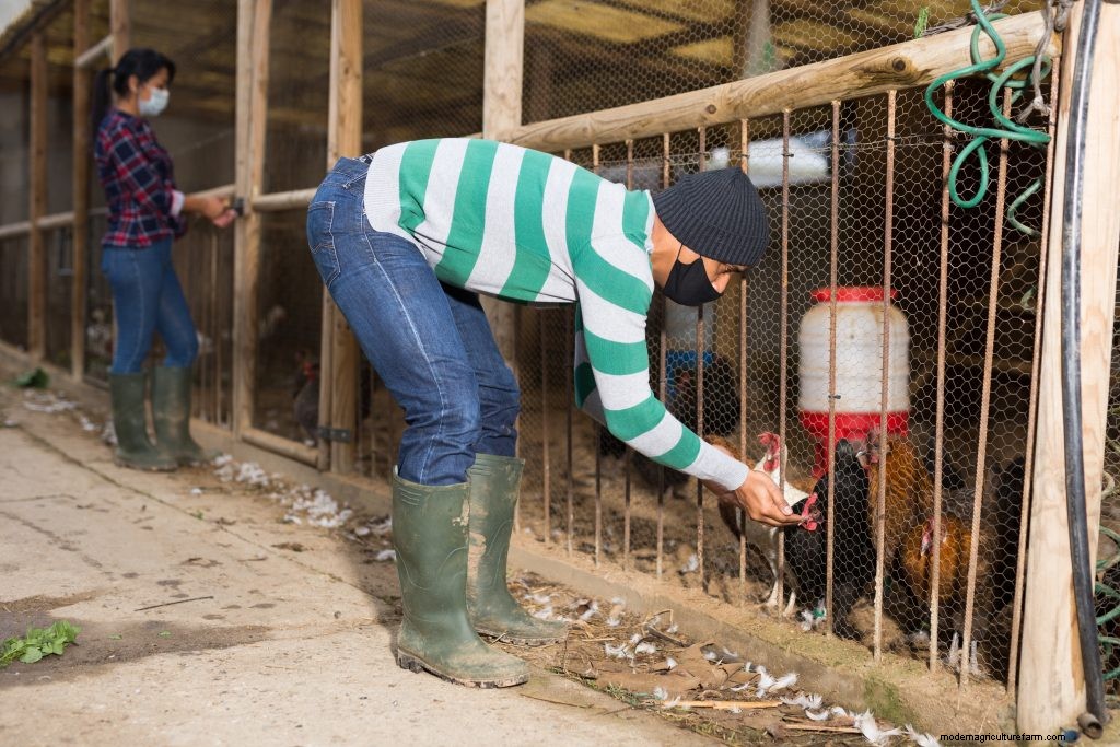 Chicken Diseases That Affect Humans