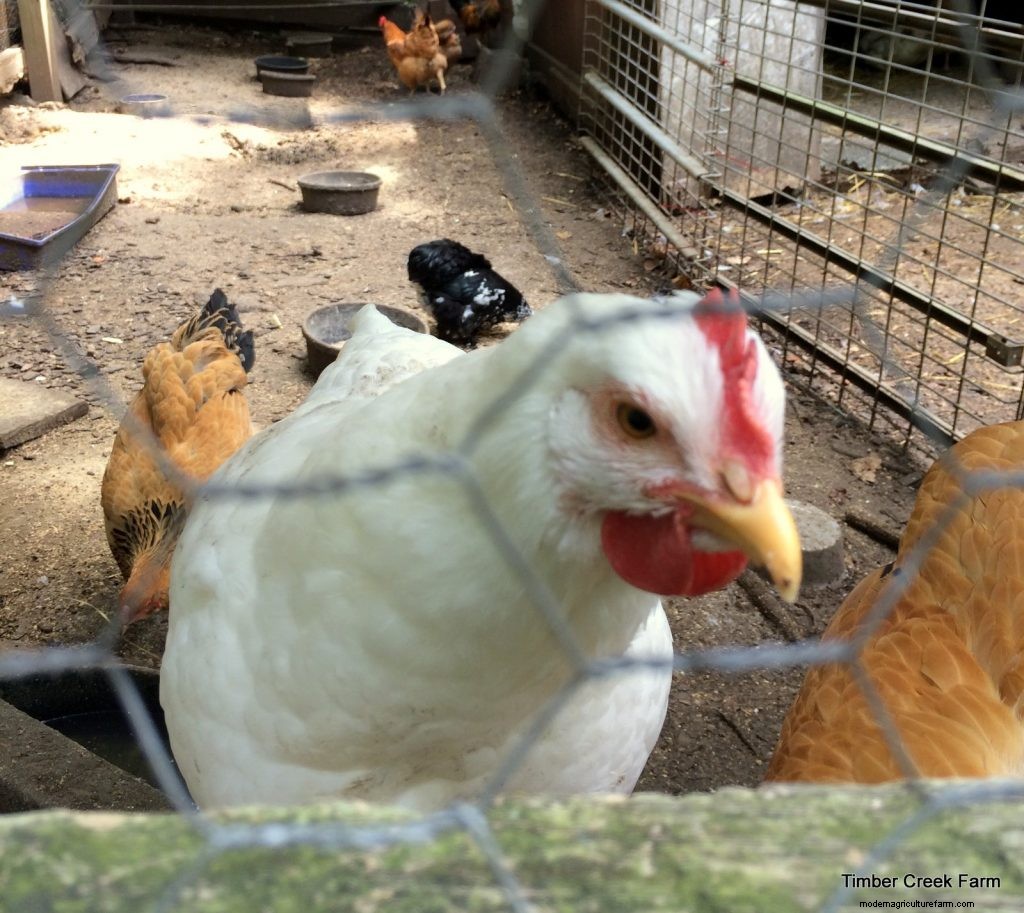 Chicken Feed: Does Brand Matter?