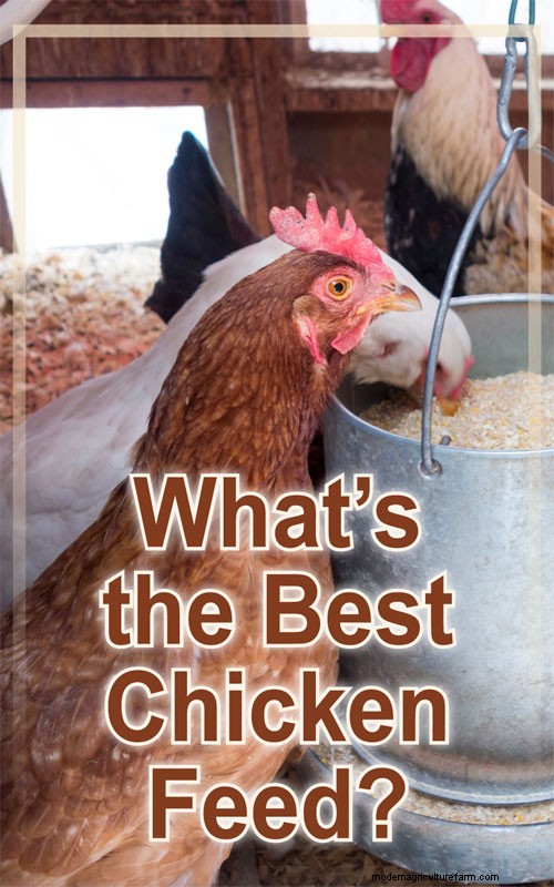 Chicken Feed: Does Brand Matter?