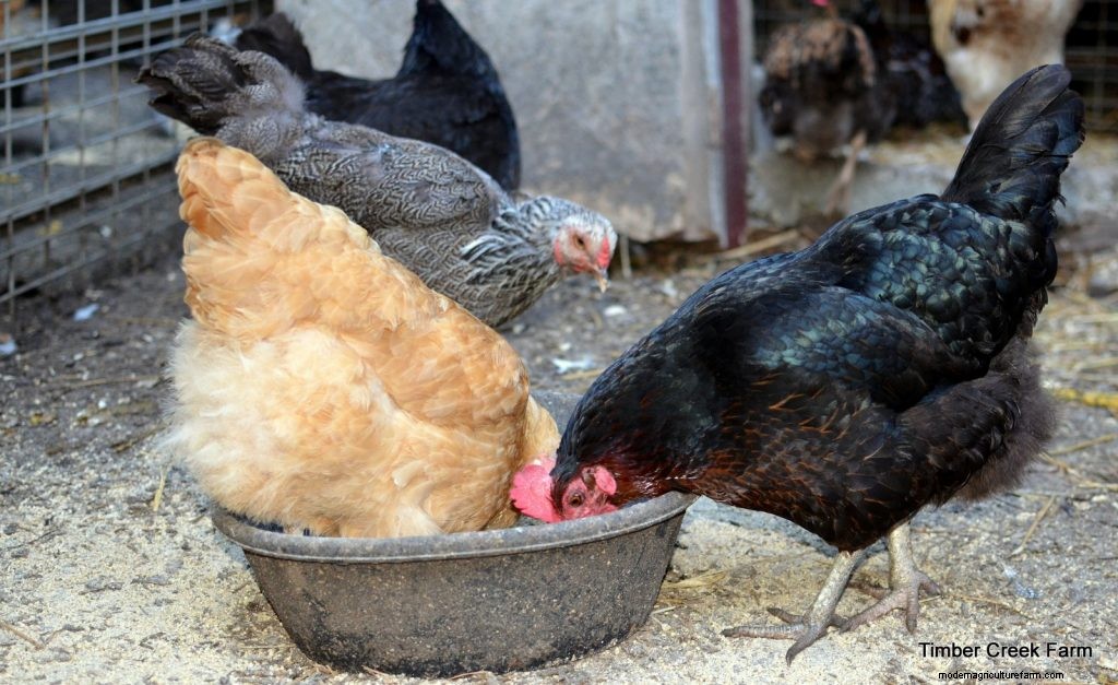 Chicken Feed: Does Brand Matter?