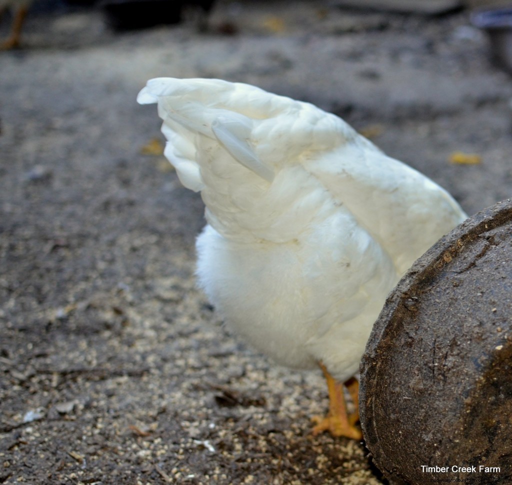 Chicken Feed: Does Brand Matter?