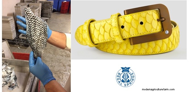 Zero Waste: How Regal Springs Uses the Whole Fish