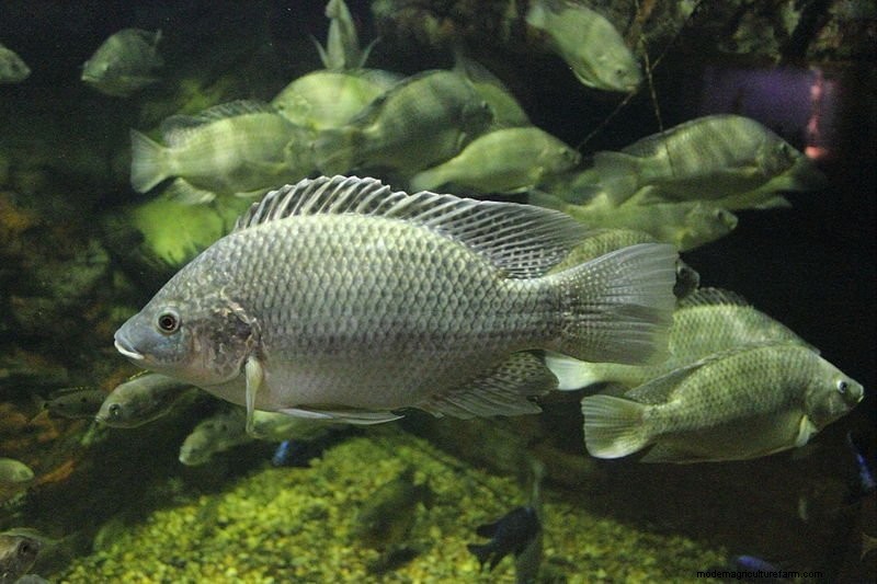 The 3 Most Common Types of Tilapia