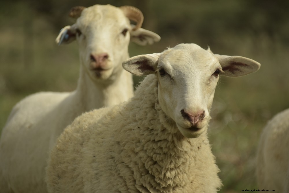A Guide to Drought-Resilient Farm Animals