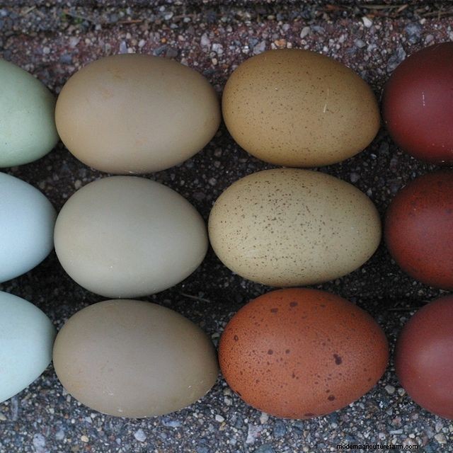 How the Bird Flu Outbreak Is Affecting Backyard Egg Sellers