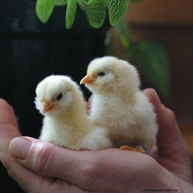 How the Bird Flu Outbreak Is Affecting Backyard Egg Sellers