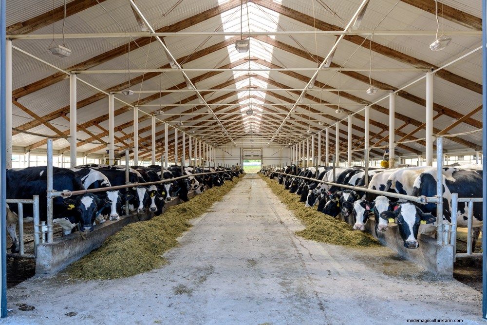 Can the Northeast’s Organic Dairy Farms Be Saved?