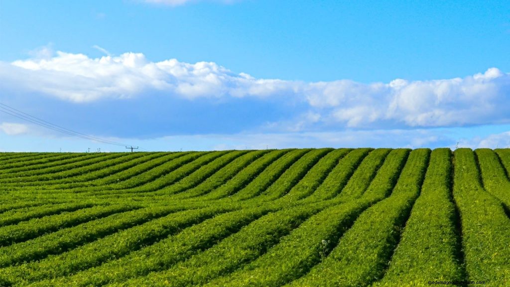 Why Were Industrial and Agricultural Surpluses a Problem for the U.S. Economy?