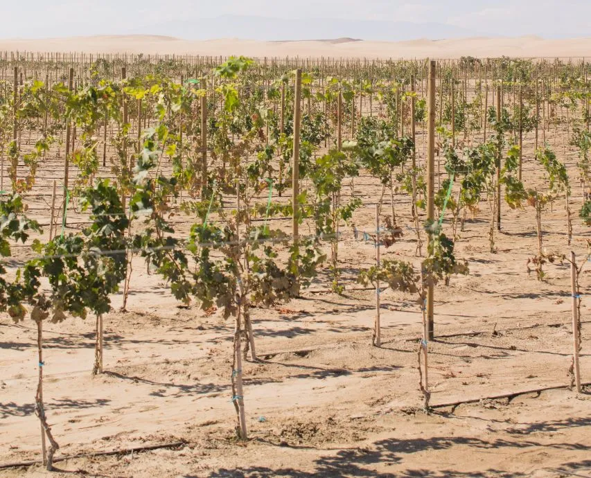 12 Farming Types: And All You Need to Know About Them!