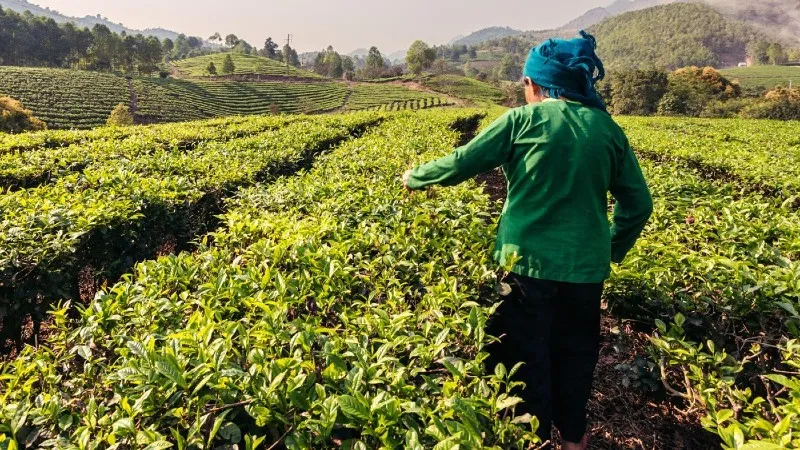 12 Farming Types: And All You Need to Know About Them!