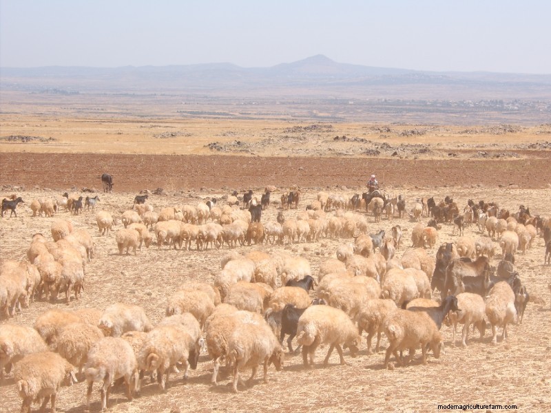 12 Farming Types: And All You Need to Know About Them!