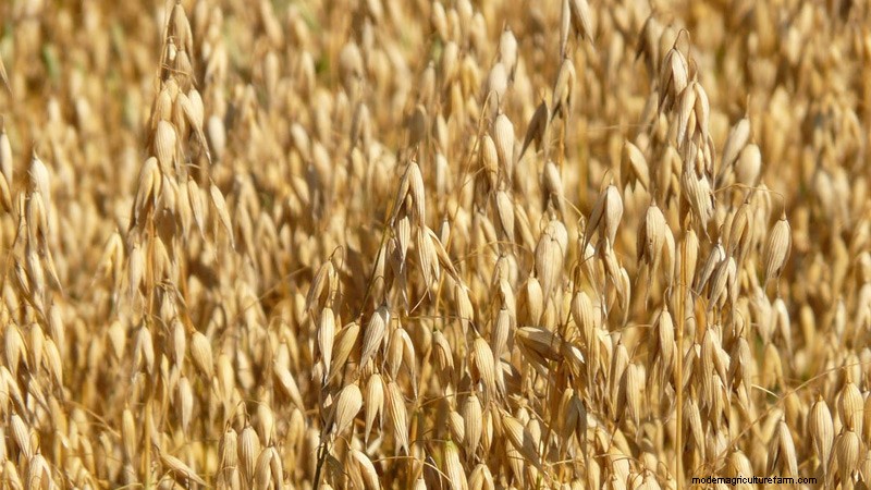 10 Most Grown Crops in the United States