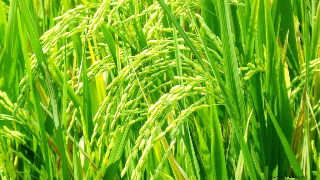 10 Most Grown Crops in the United States