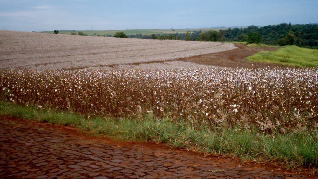 10 Most Grown Crops in the United States